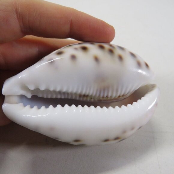 REAL Sea Shell Hand-Carved “Jennifer” Cowrie Shell Hawaiian - Picture 9 of 10